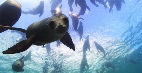 Destination wild : Mexique