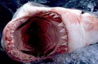 Shark Week - Bande annonce 1 - VO - (2012)