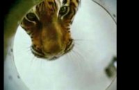 Dans l'oeil du tigre - bande annonce - VO - (2010)