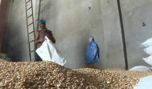 Inde: les producteurs de blé pris en étau entre la canicule et l'embargo sur les exportations