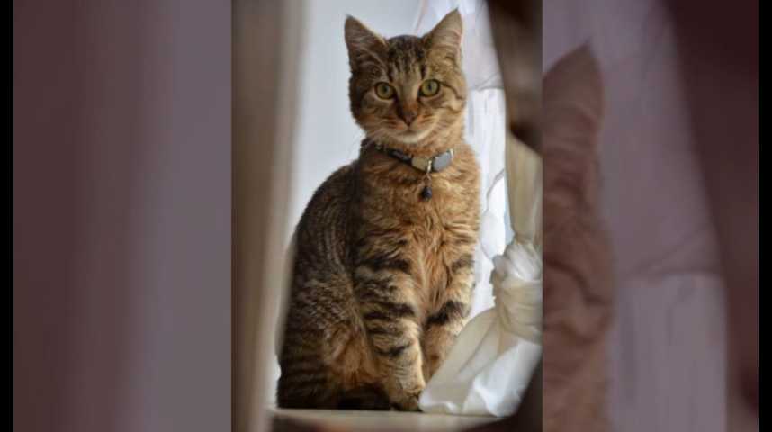 A Reveillon Le Chat Oslo Va Pourvoir Etre Opere Grace Aux Dons