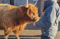 Des éleveurs anglais proposent des séances de câlins avec leurs vaches