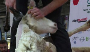 Au salon de l'agriculture, les moutons passent à la tondeuse!