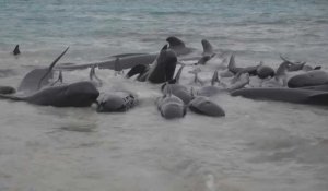Australie : 51 dauphins pilotes morts après s'être échoués