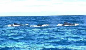 Sur l'île de La Réunion, une saison des baleines "exceptionnelle"