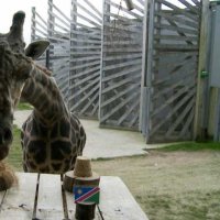 Rugby: Obano la girafe pronostiqueuse choisit la France contre la Namibie