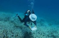 Thaïlande: l'essor de la plongée sous-marine pour la sauvegarde des coraux