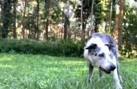 Australie: le célèbre chien détecteur de koalas prend sa retraite