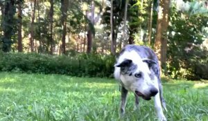 Australie: le célèbre chien détecteur de koalas prend sa retraite