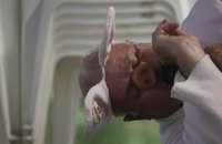 "Gruik ! Gruik !": Trie-sur-Baïse accueille le championnat de cri de cochon