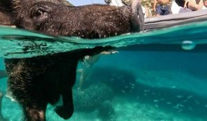 Grèce: nager avec les cochons, une attraction touristique