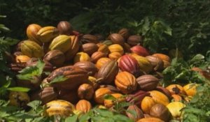 Le cacao bio de Sao Tomé