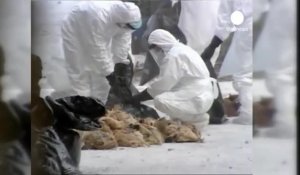 Deux Chinois succombent à la grippe aviaire