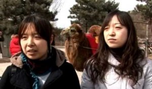 Chine: des zoos à sensations fortes
