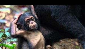 Disneynature Chimpanzés - Clip Oscar's Extended Family - Version Française