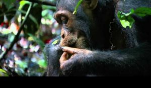 Disneynature Chimpanzés - Clip Savor The Flavor - Version Française