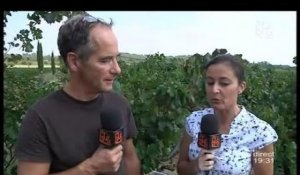 Baisse de production dans les vignes de Montpellier