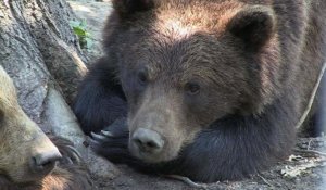 Un centre d'accueil des ours roumains sauvés de la captivité