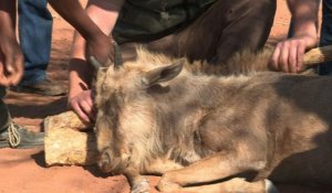 Afrique du Sud: l'élevage d'animaux sauvages, une industrie qui se transforme