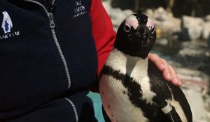 Afrique du Sud: course contre la montre pour sauver les pingouins du Cap