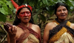 Pour sauver la nature, une tribu troque la chasse pour le cacao