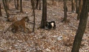 Dans un zoo russe, le tigre Amour devient l'ami du bouc Timour