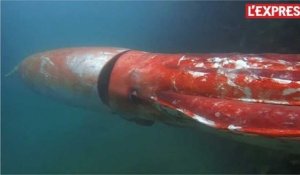 Un jeune calamar géant de 3,5 mètres filmé par des pêcheurs japonais
