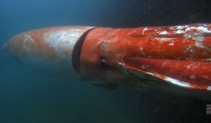 Japon: un calamar géant observé dans un port
