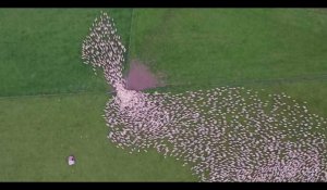 Ces 2 minutes de moutons filmés par drone sont hypnotisantes