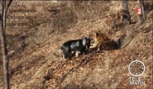 Insolite : un tigre se prend d'amitié pour son casse-croûte (un bouc)