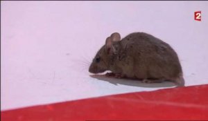 Vivement Dimanche : une souris sème la panique sur le plateau