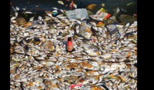 Inde: des milliers de poissons morts dans un lac