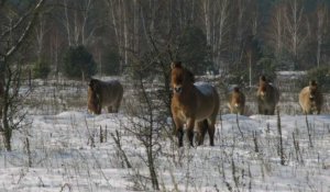 Tchernobyl transformée en une réserve inédite d'animaux sauvages
