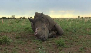 Le plus grand ranch de rhinocéros au monde