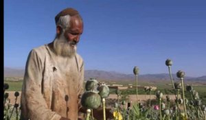 Opium : la récolte du pavot s'annonce excellente cette année en Afghanistan