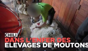 Chili : des moutons mutilés et dépecés pour leur laine 