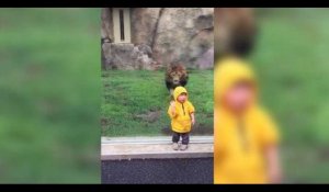 Un enfant se fait attaquer par un lion dans un zoo (vidéo)