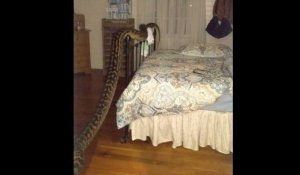 Affreux ! Elle découvre un serpent énorme dans sa chambre !