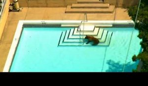 Californie : un ours sauvage fait trempette dans la piscine d'un particulier