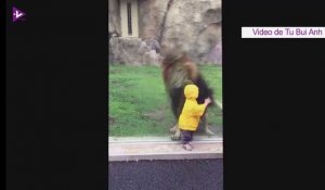 Un lion cherche à croquer un bébé dans un zoo