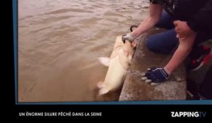 Crue à Paris : Un énorme silure de 25 kilos pêché dans la Seine (Vidéo)