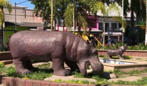 Colombie: hippopotames, l'insolite héritage de Pablo Escobar