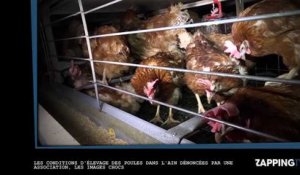 Maltraitance animale : Un élevage de poules dénoncé par une association, les images chocs
