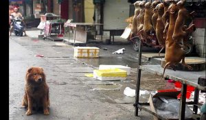 Le Festival de la viande de chien ouvre en Chine