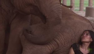 Trop chou ! Cet éléphant s'endort quand elle lui chante une berceuse !