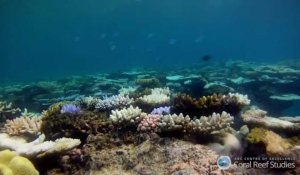 La Grande barrière de corail se meurt de manière inquiétante