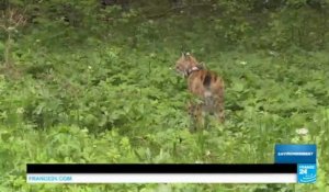 France : un jeune lynx boréal relâché dans le massif du Jura