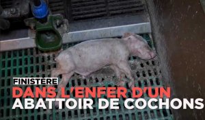 Les horribles conditions de vie des cochons dans un élevage du Finistère