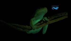Une grenouille fluorescente découverte en Argentine