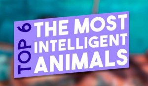 TOP 6 : THE MOST INTELLIGENT ANIMALS